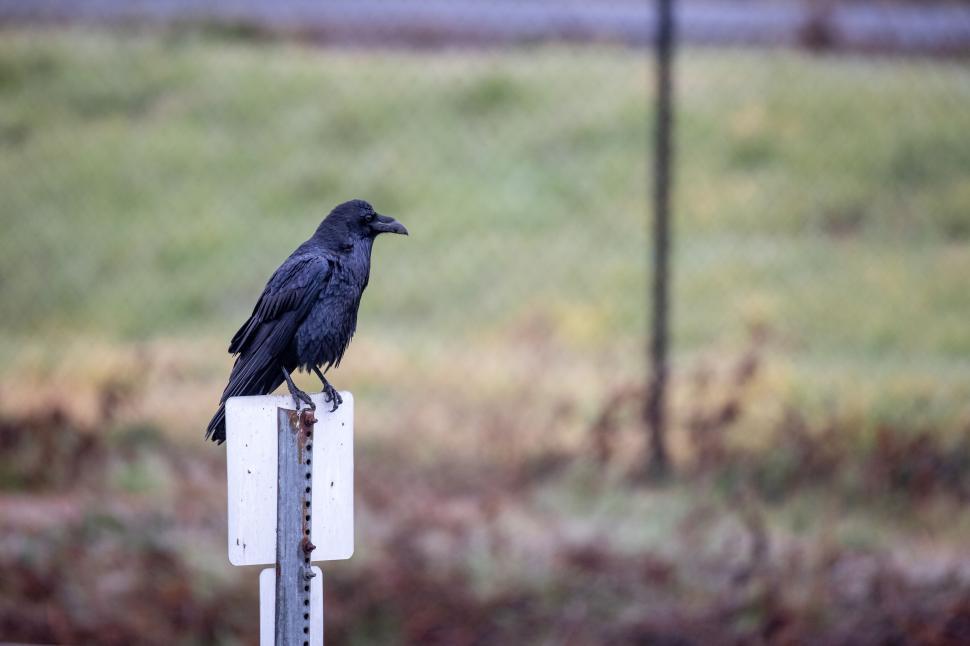 Free Image of A raven perched on a signpost in an open field scene. 