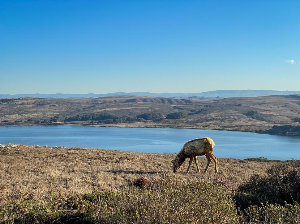 Free Image of Single deer grazing in an open field near water body 
