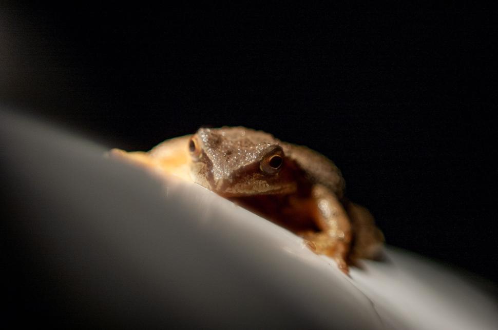 Free Image of A close-up of a frog sitting on a light surface. 