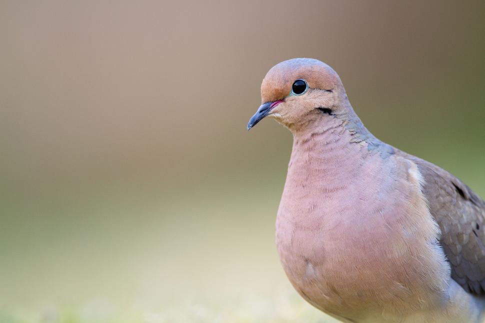 Free Image of A mourning dove with a blurred background in light. 