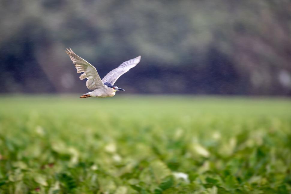 Free Image of A heron in flight over green landscape background. 