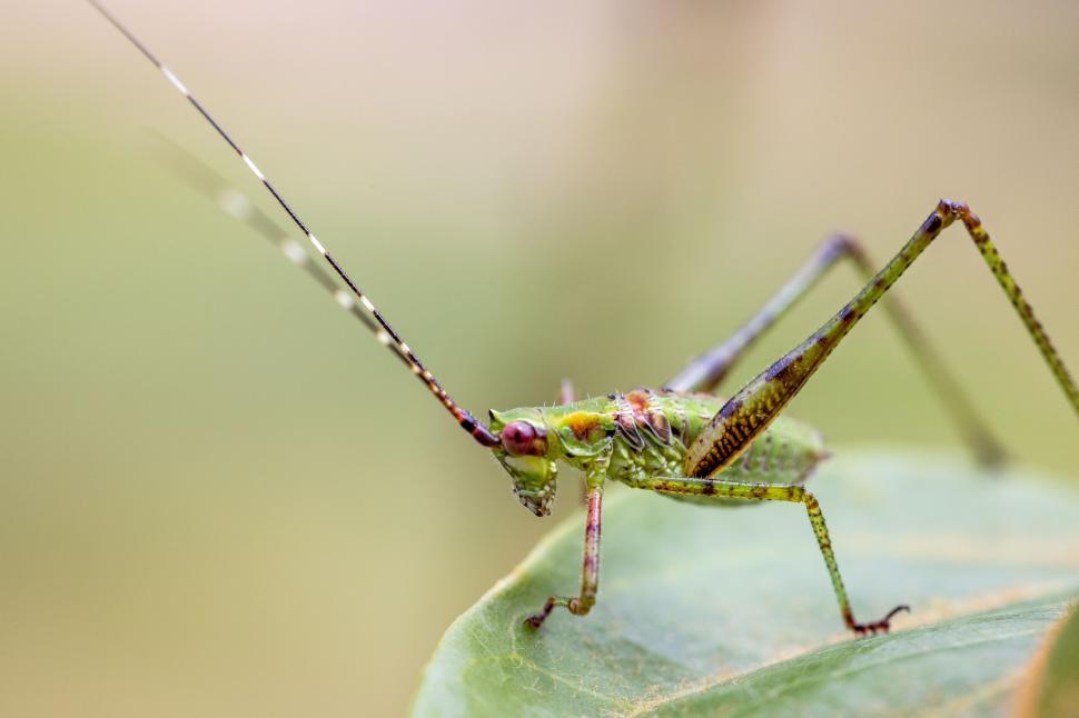 Free Image of A vibrant grasshopper perched on a green leaf. 