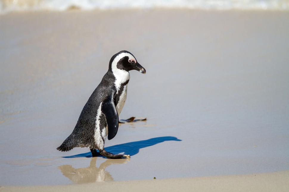 Free Image of A penguin walking on a sandy beach near the shore. 