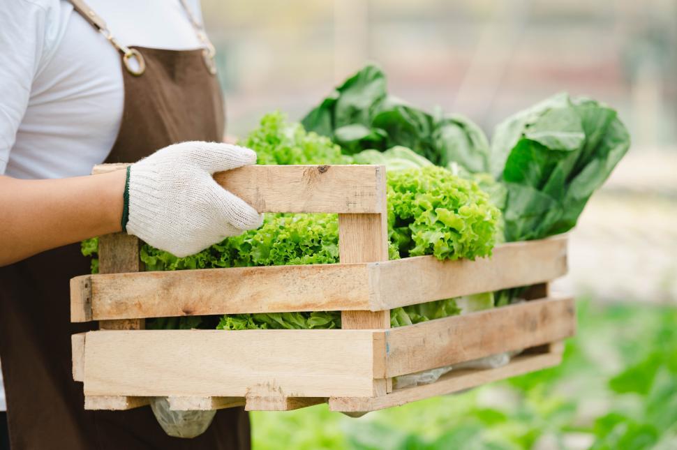 Free Image of Farmer man holding wooden box full of fresh raw vegetables 
