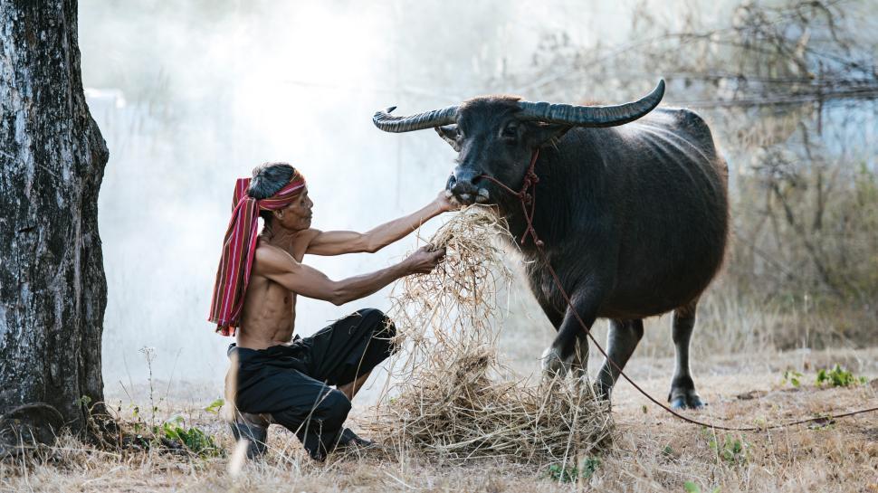 Free Image of Senior farmer feeding and take care his buffalo 