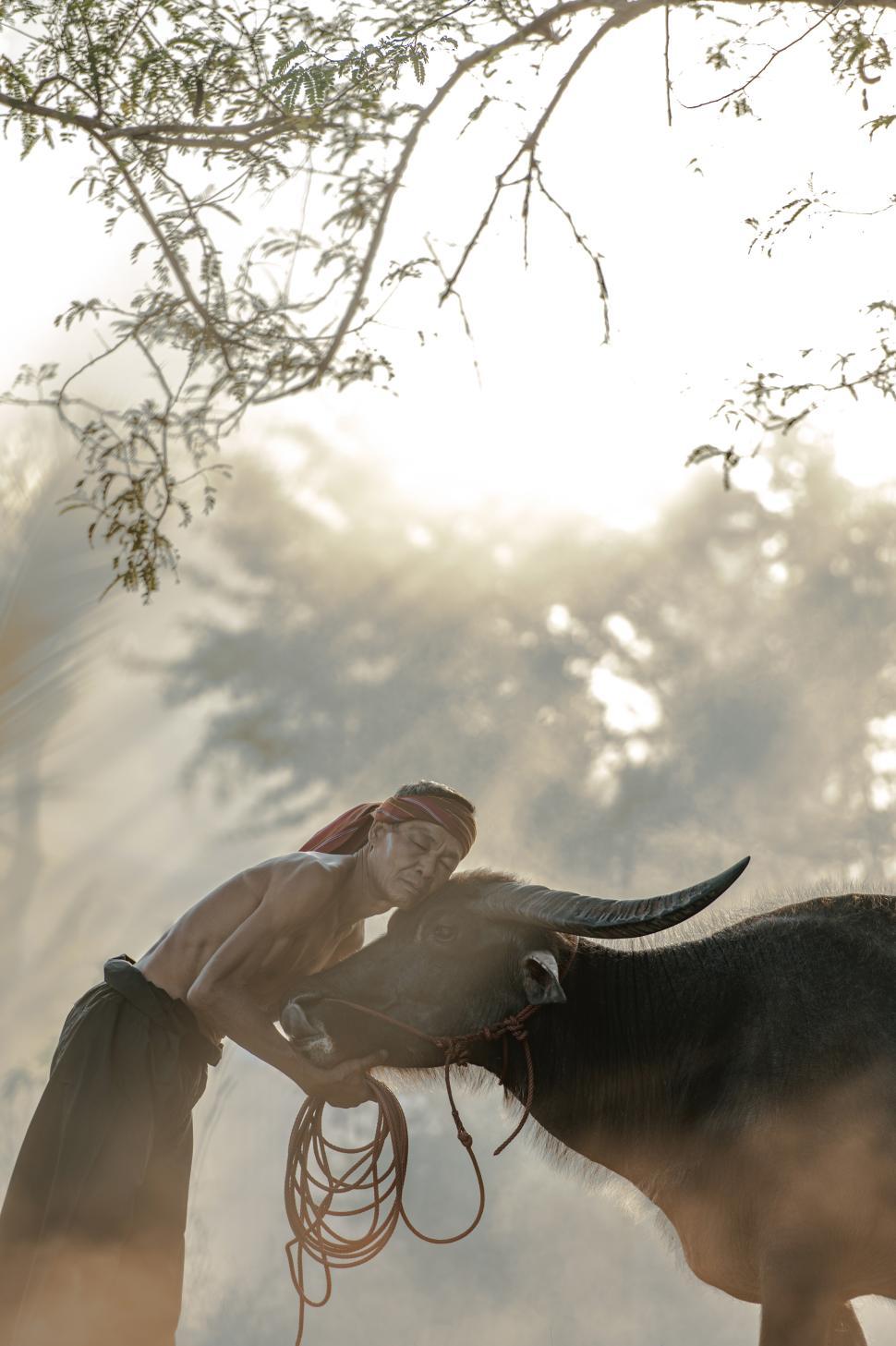 Free Image of Senior farmer take care his buffalo in rice field 