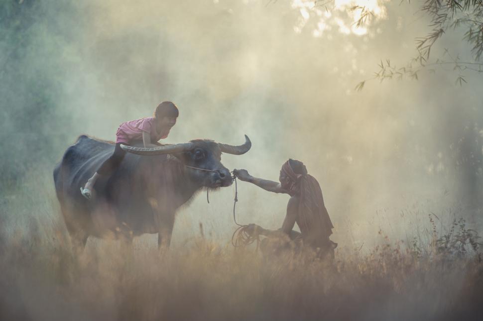 Free Image of Asian lovely girl riding on buffalo in the fields in early morning. 