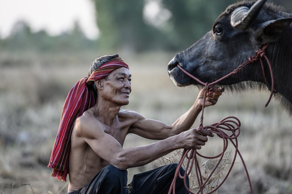 Free Image of Senior farmer take care his buffalo in rice field 