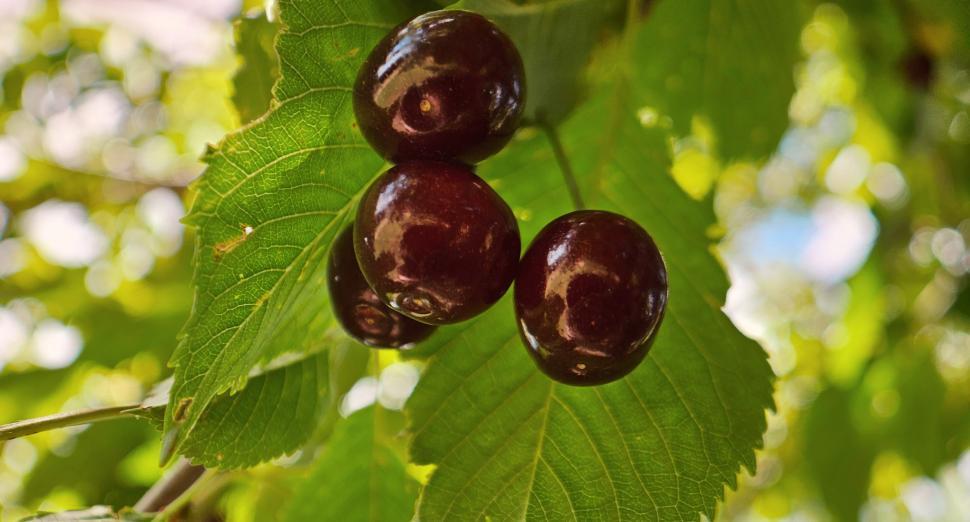 Free Image of Cherries  