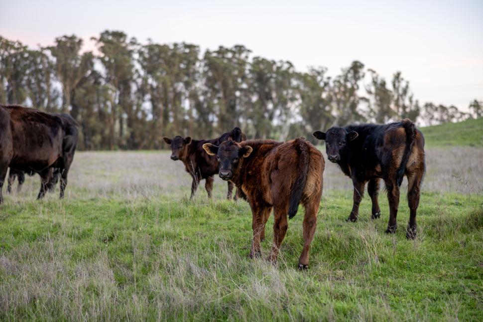Free Image of Cows grazing peacefully in open grassy field outdoors 