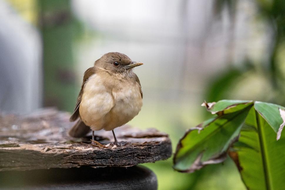 Free Image of Brown bird perched on weathered wood amidst greenery 