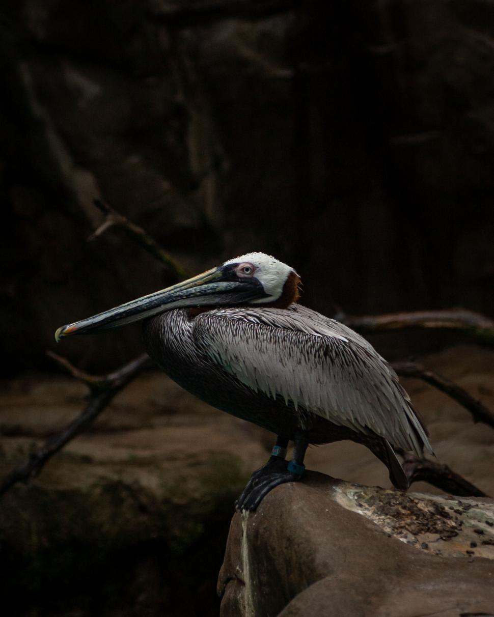 Free Image of Pelican perched on rock with dark surroundings outdoors 