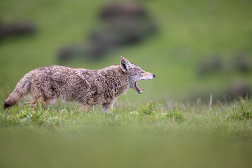 Free Image of Coyote yawning in grassy field with blurred background 