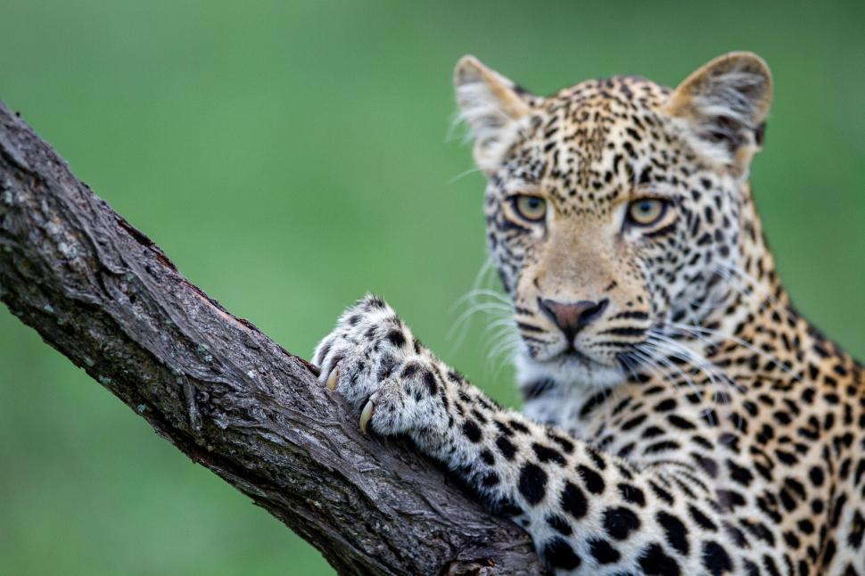 Free Image of Leopard grasping tree branch, showing intense gaze 