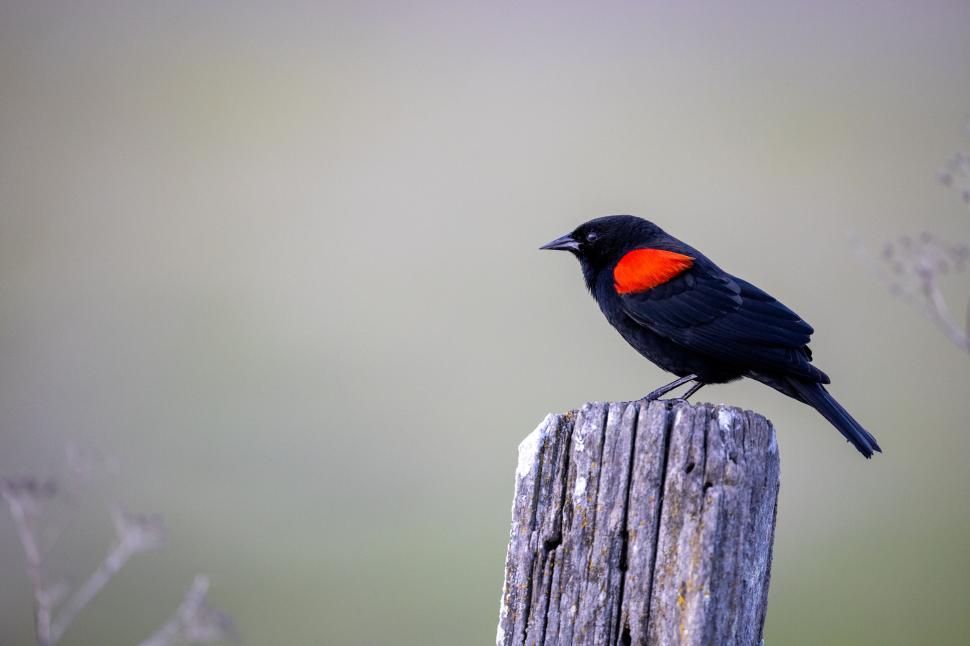 Free Image of Black bird perched on pole with bright red wing patch 