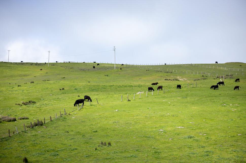 Free Image of Cows grazing peacefully in a vast green rural field 