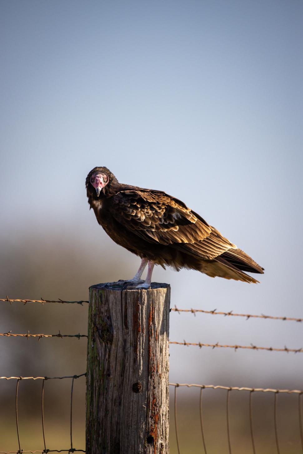 Free Image of Vulture perched on a fence post, staring directly 