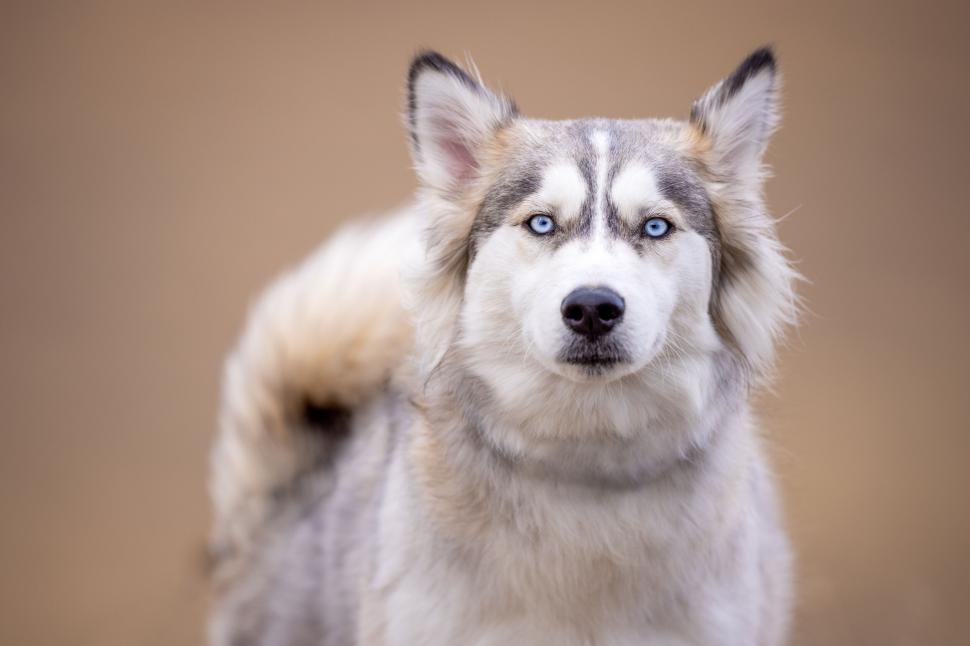 Free Image of Husky with piercing blue eyes stares ahead calmly 