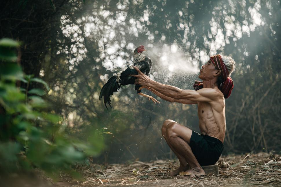 Free Image of Asian senior man blowing water to his fighting cock 