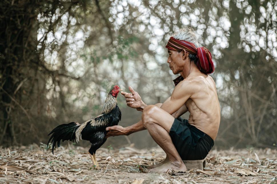 Free Image of Asian senior man tease with his fighting cock 