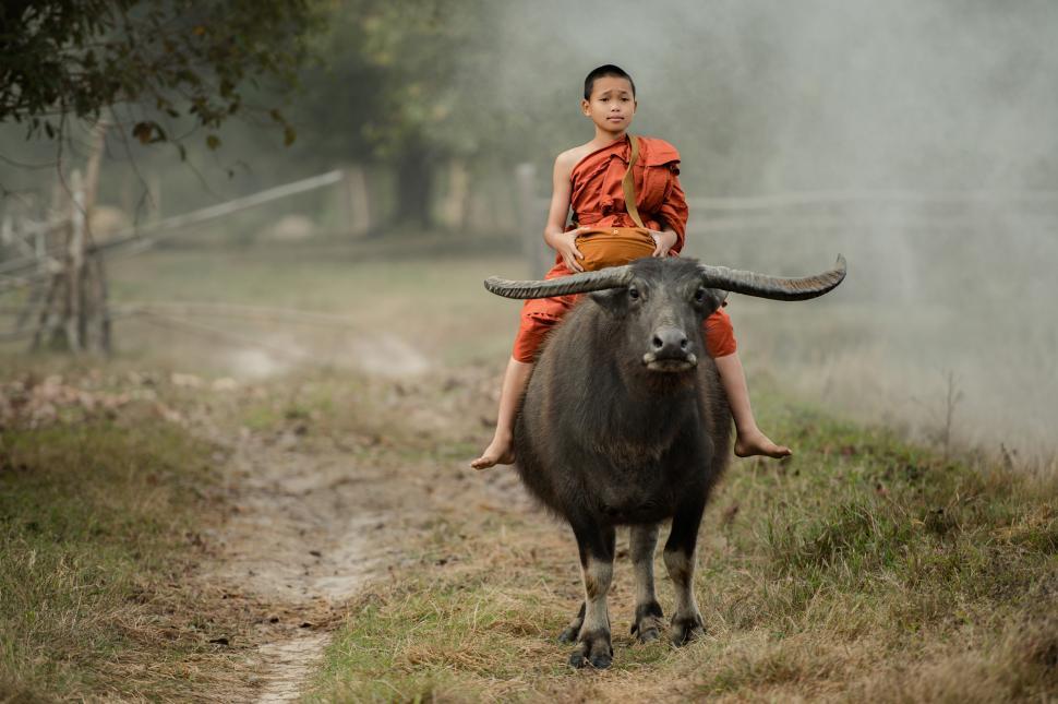 Free Image of Young monk riding a buffalo in the meadow 
