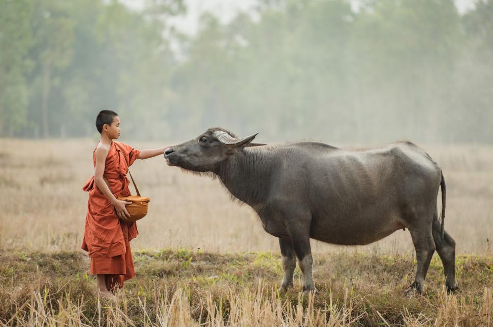 Free Image of Novice young monks walking in the meadow 
