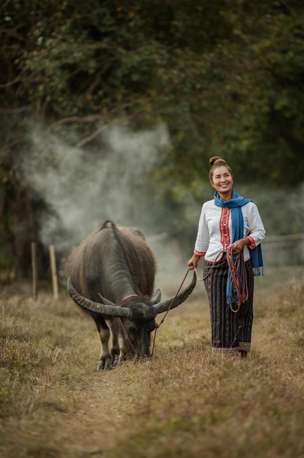 Free Image of A woman walks holding a buffalo on rope lead 