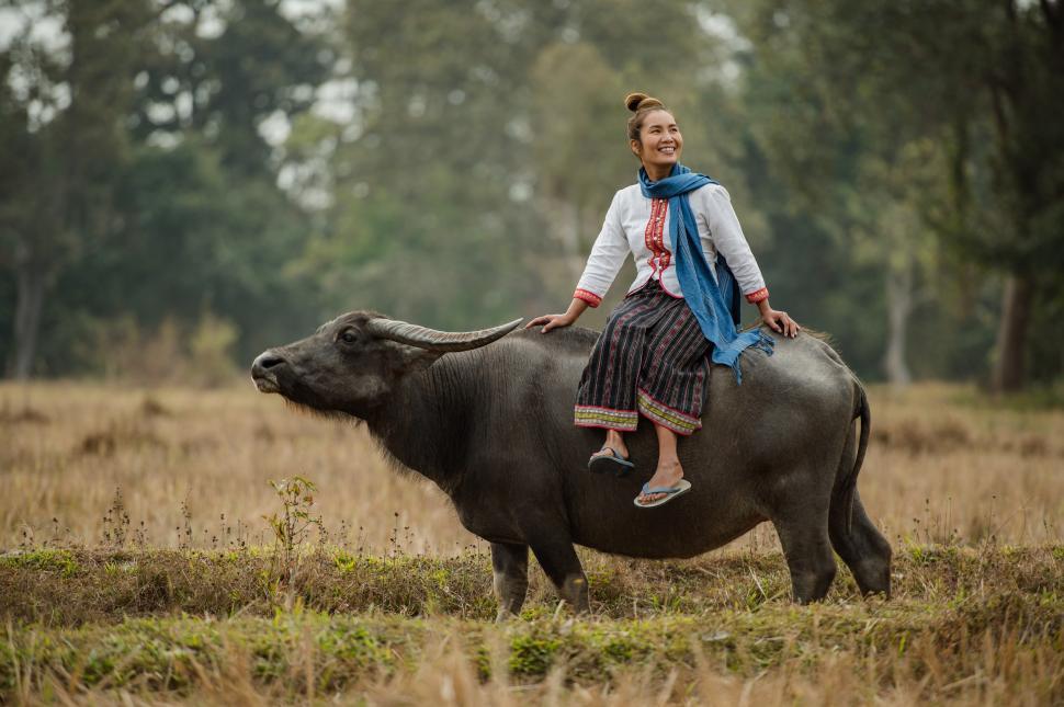Free Image of Woman sitting on the back of a buffalo. 
