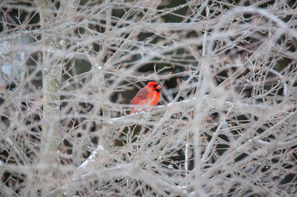 Free Image of Vivid red cardinal bird perched amidst winter branches. 