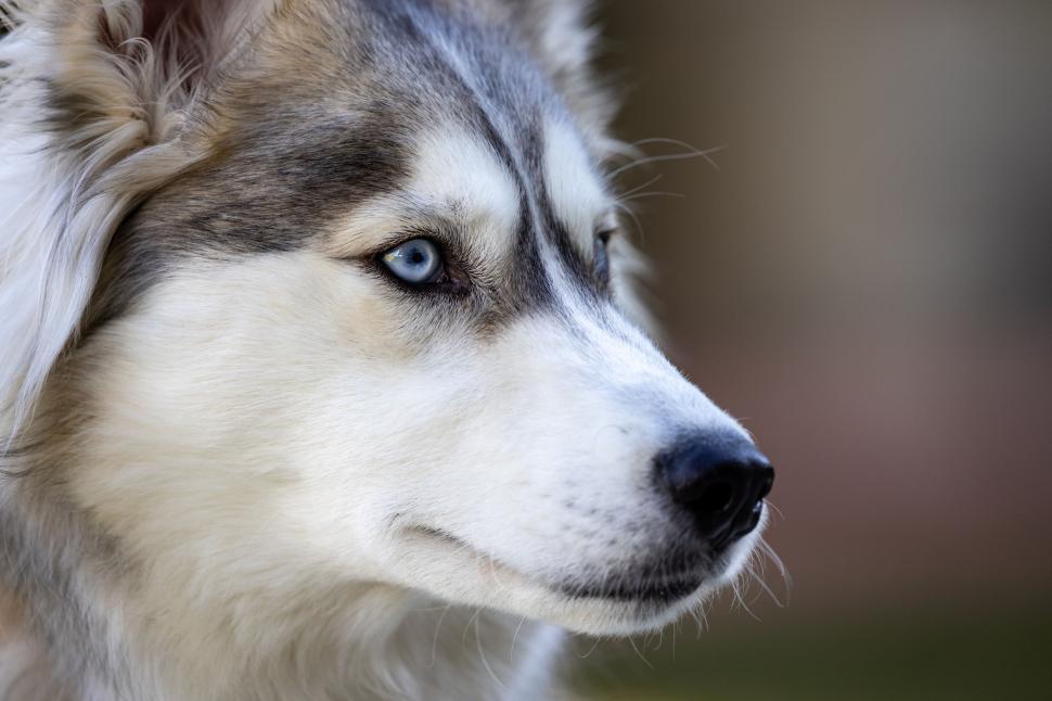 Free Image of Dog with white and grey fur profile view head portrait. 