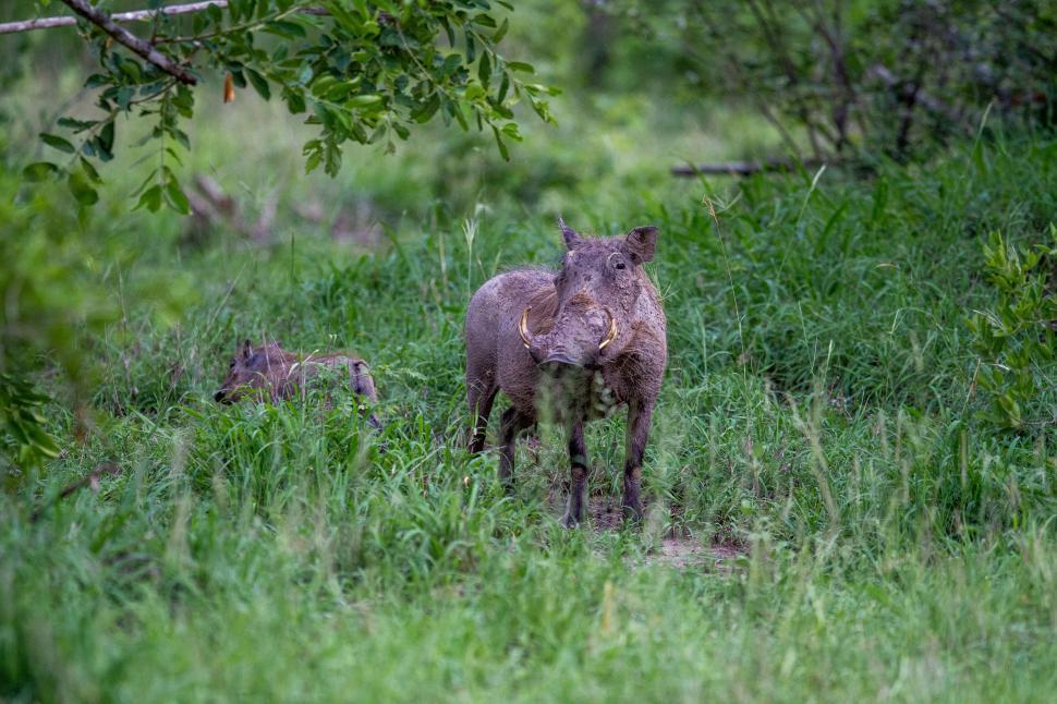 Free Image of Warthog standing amidst lush green grass in the wild. 