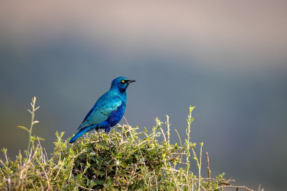 Free Image of Vivid blue bird perched among the shrubs in focus 