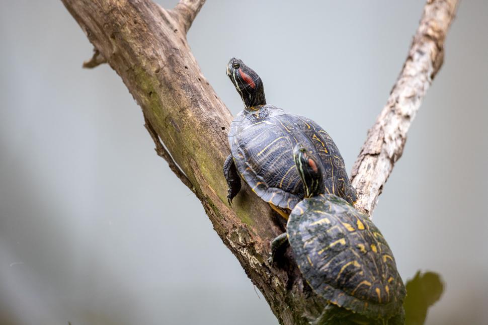 Free Image of Two turtles basking on a tree branch above water 