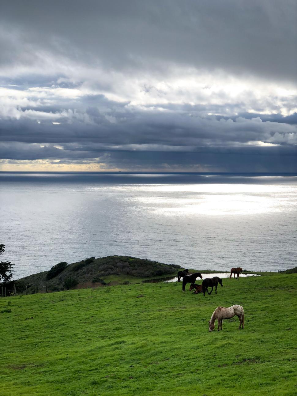 Free Image of Horses grazing on a lush hillside by the ocean 