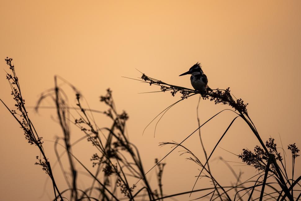 Free Image of Small bird silhouetted on branches at sunset 