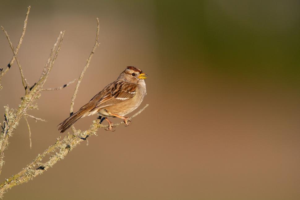 Free Image of Sparrow perched on a branch during a calm golden hour 
