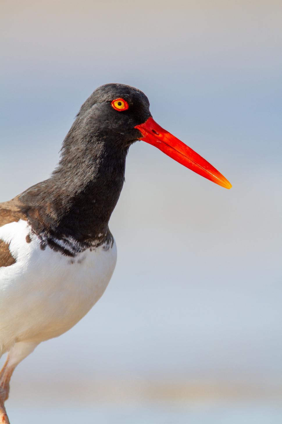 Free Image of Oystercatcher standing on shore with striking colors visible 