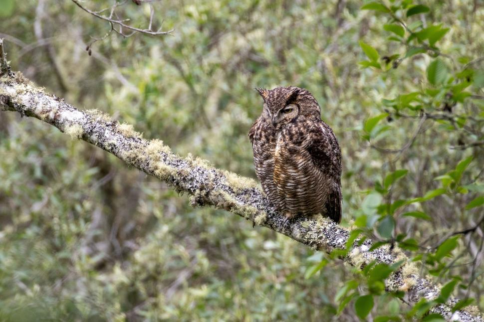 Free Image of Owl blends perfectly into the surrounding nature 