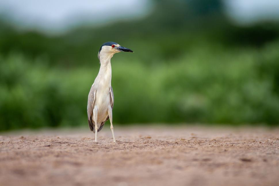 Free Image of Elegant bird stands poised amidst a natural backdrop 