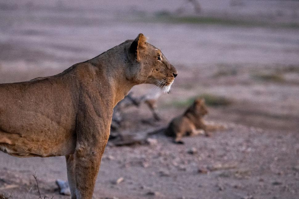 Free Image of A lioness standing alert in savannah as the sun sets 