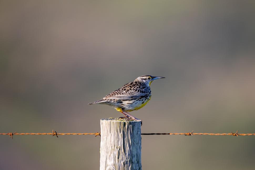 Free Image of Brightly colored bird perched on wooden post and fence 