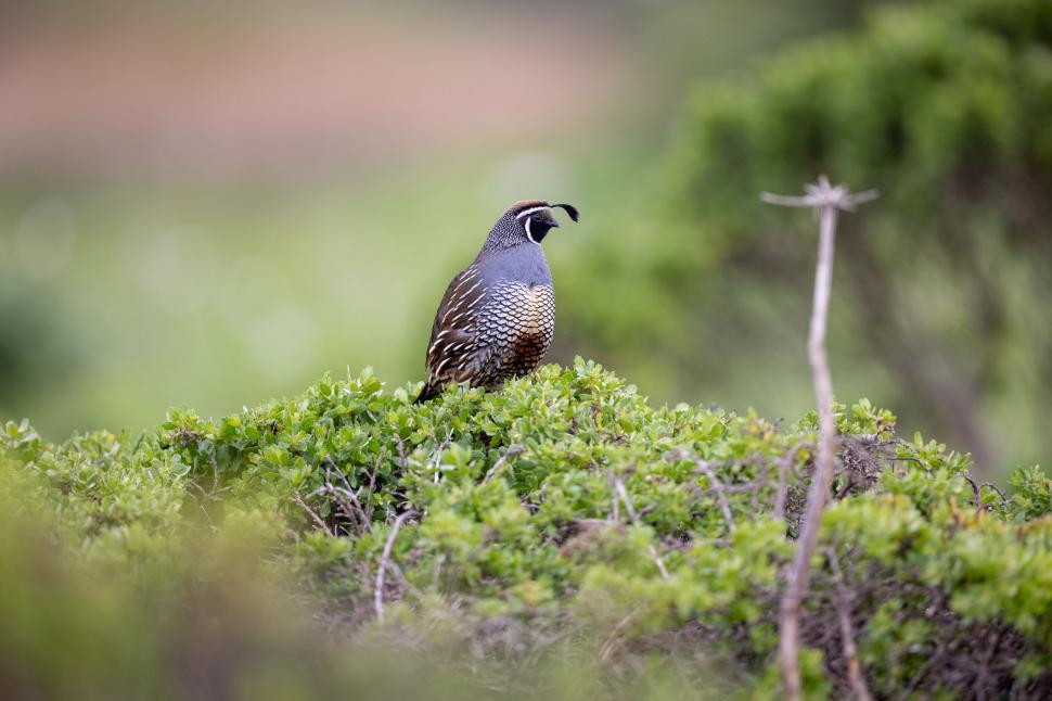 Free Image of Quail standing on green bush in natural habitat. 