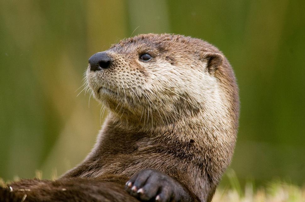 Free Image of Otter looking up with a curious expression outdoors. 