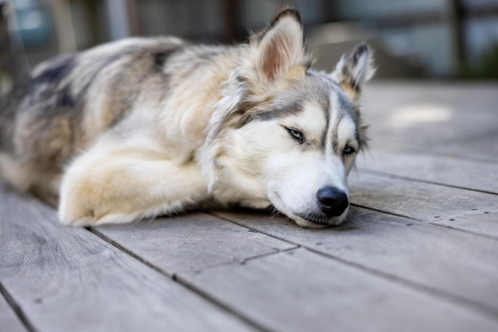 Free Image of Siberian husky resting on wooden deck with a lazy look. 