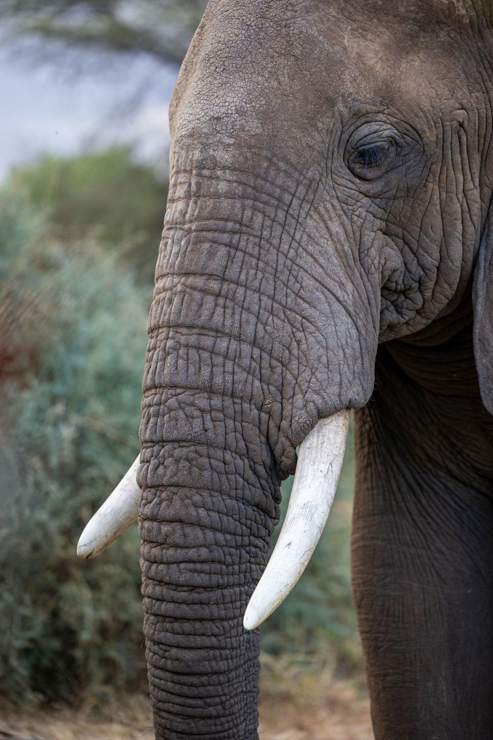 Free Image of Close-up of elephant s head and tusks in its habitat. 
