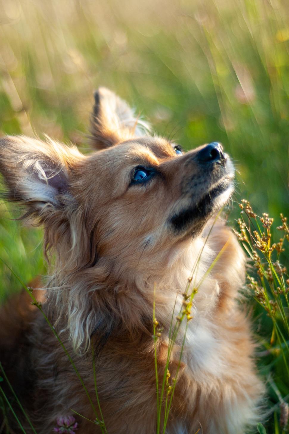 Free Image of Small brown dog looking up with curious expression. 