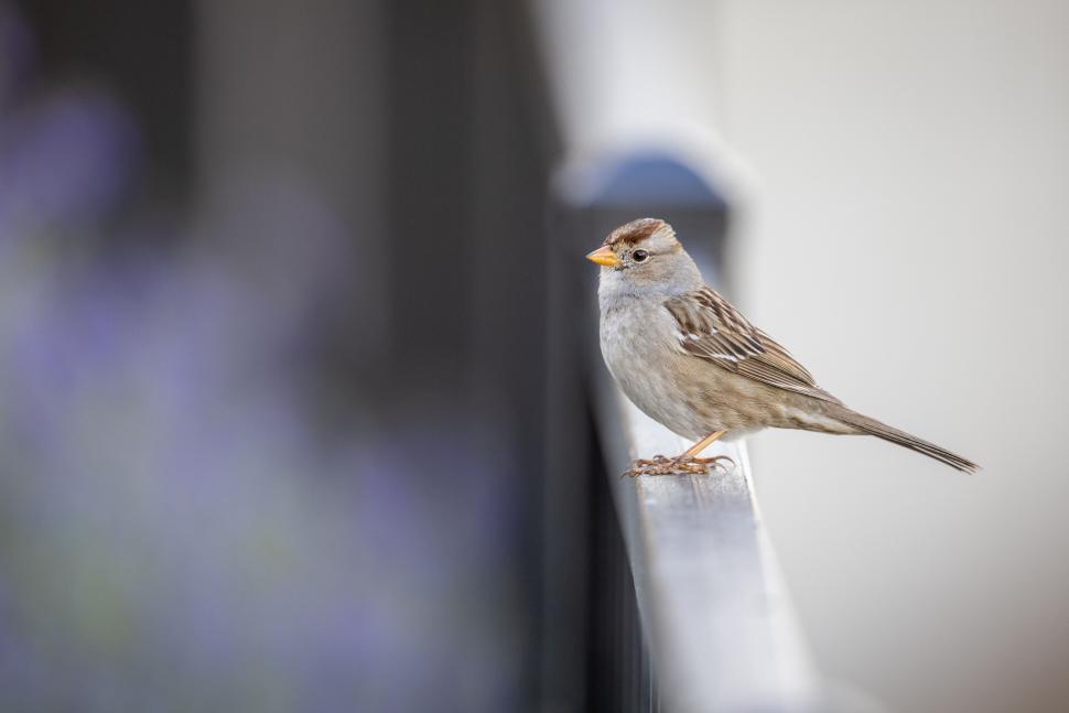 Free Image of Small bird perching on black fence in natural setting. 