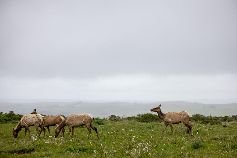 Free Image of A group of elk grazing peacefully on a misty field. 