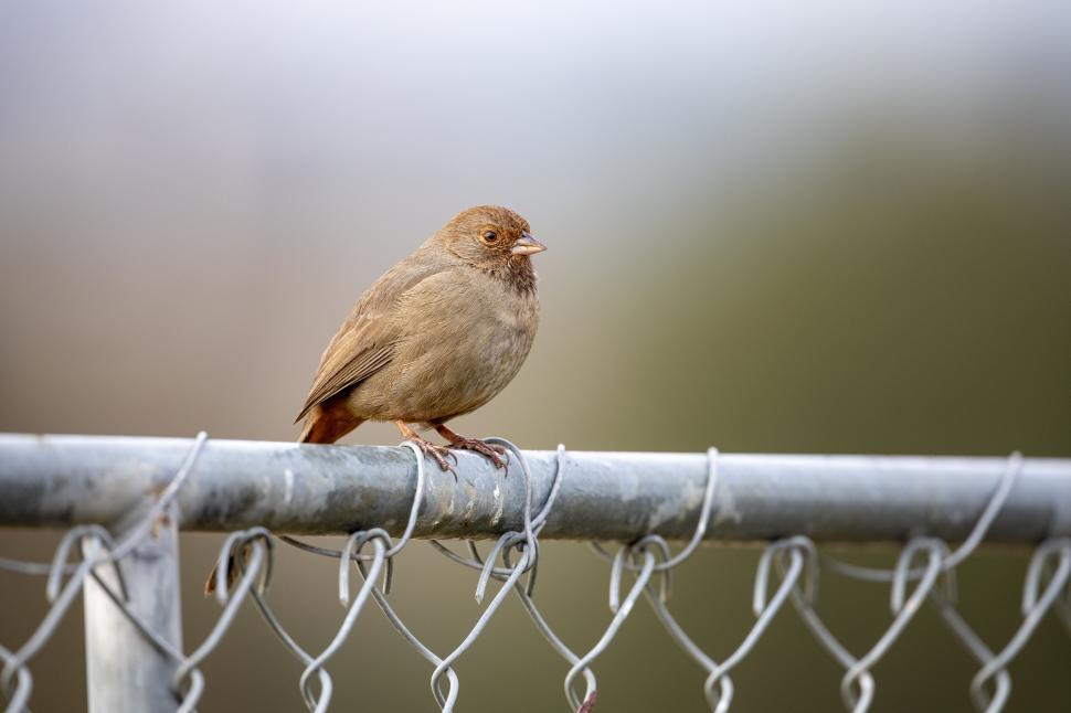 Free Image of Small brown bird sitting on a metal fence in sunlight 