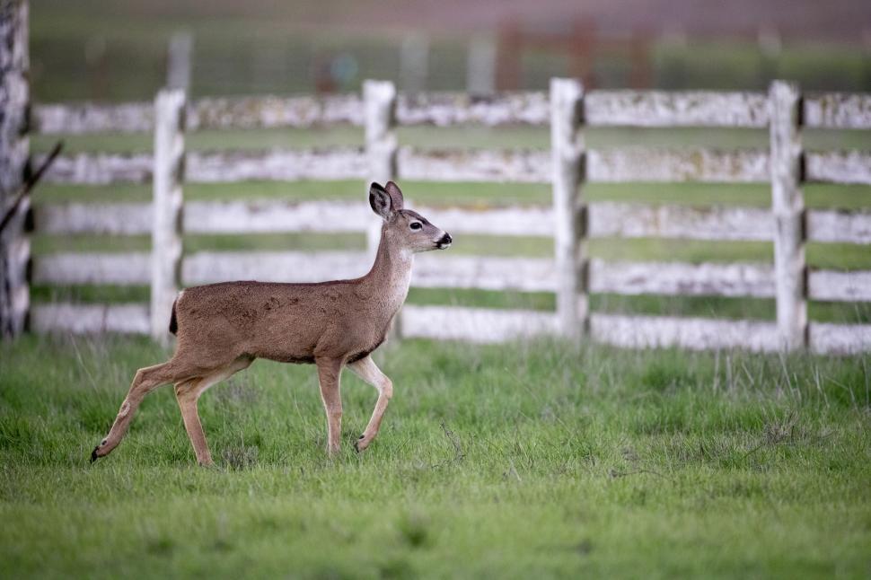 Free Image of Graceful deer walking on green pasture near a fence 